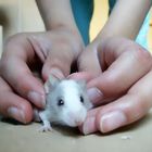 Handmouse