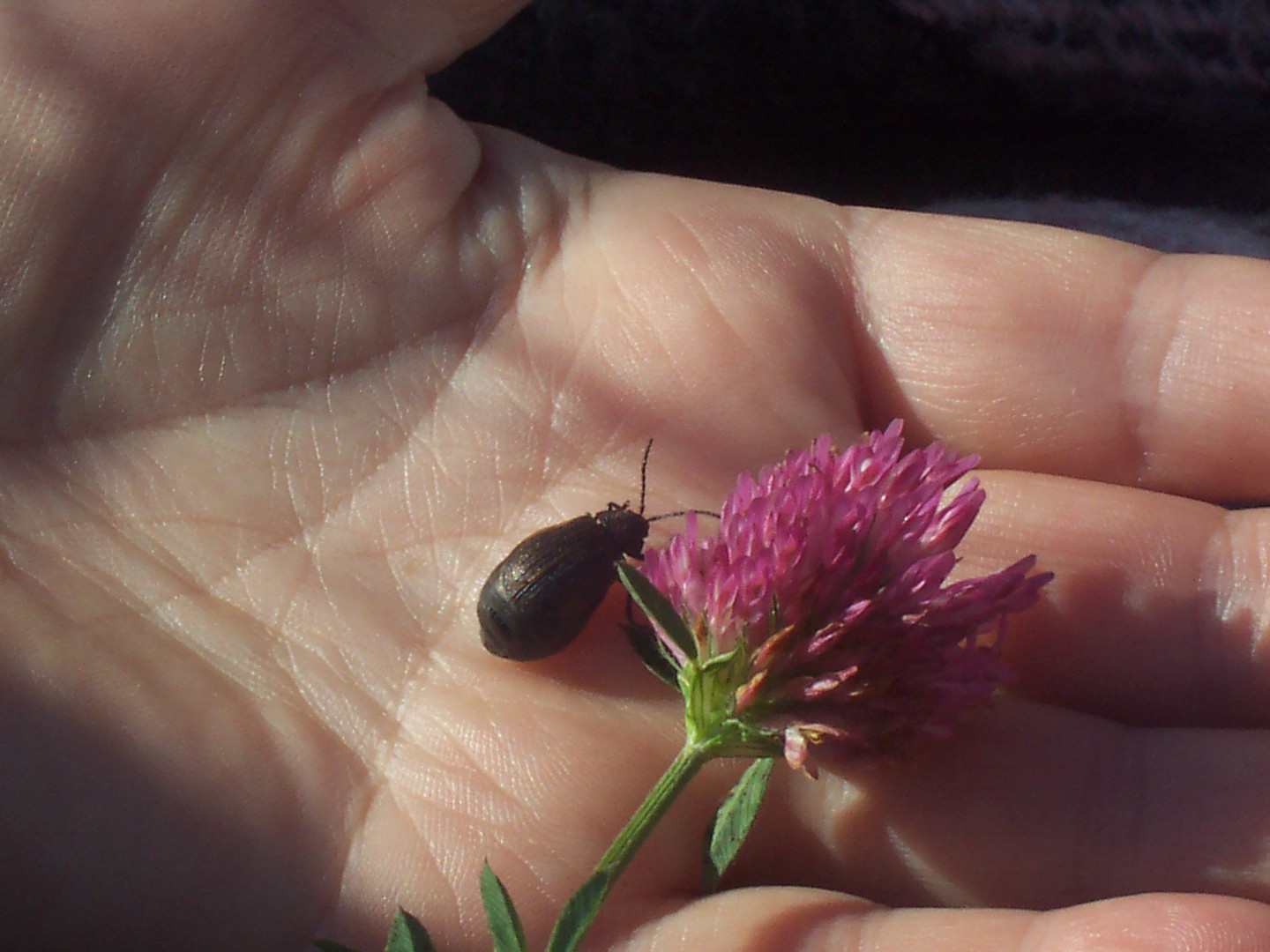 hands, bugs and flowers...