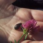 hands, bugs and flowers...