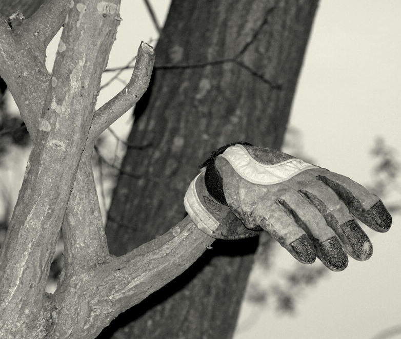 Handschuh am Baum