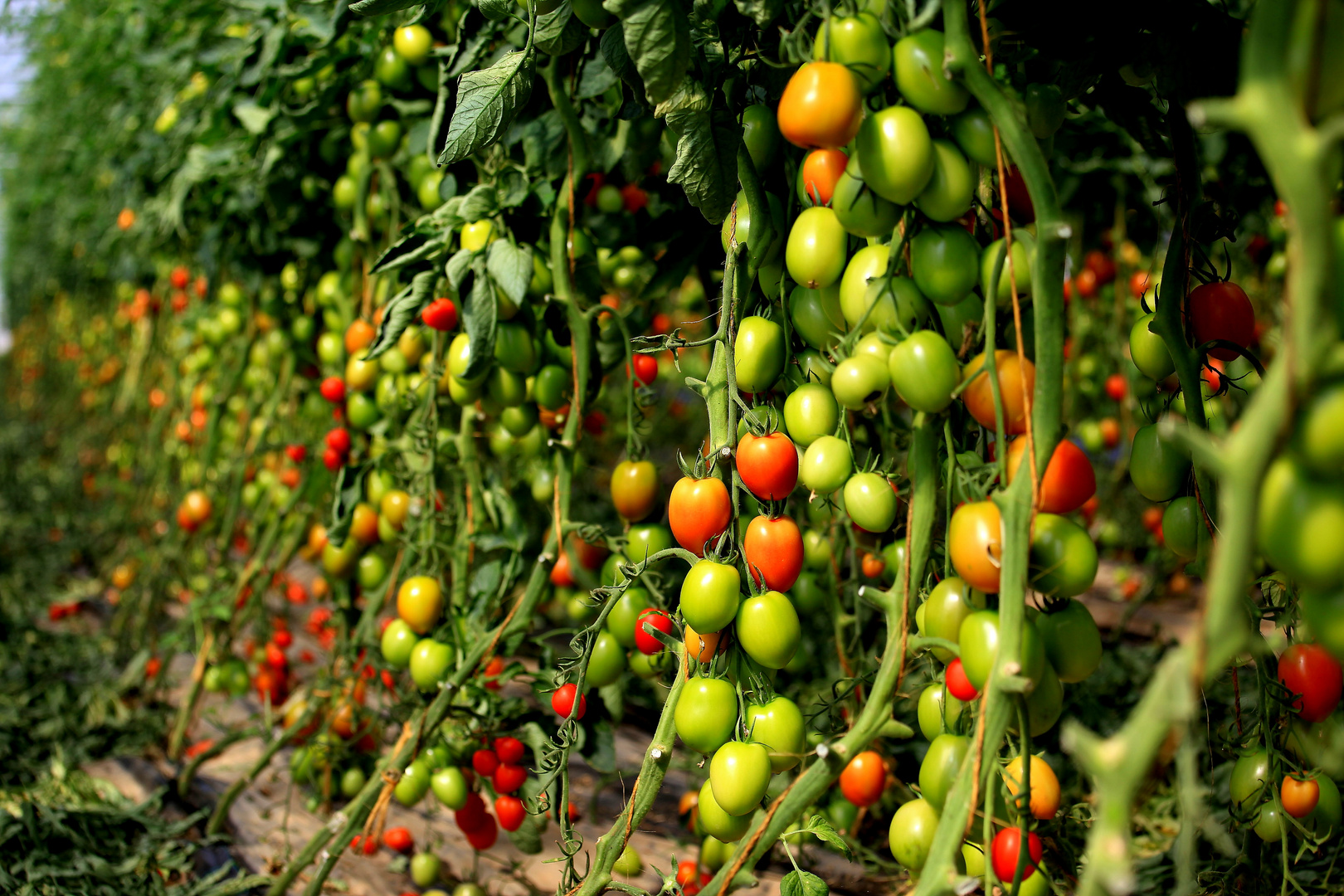 Handschuhsheimer Tomaten August 2010