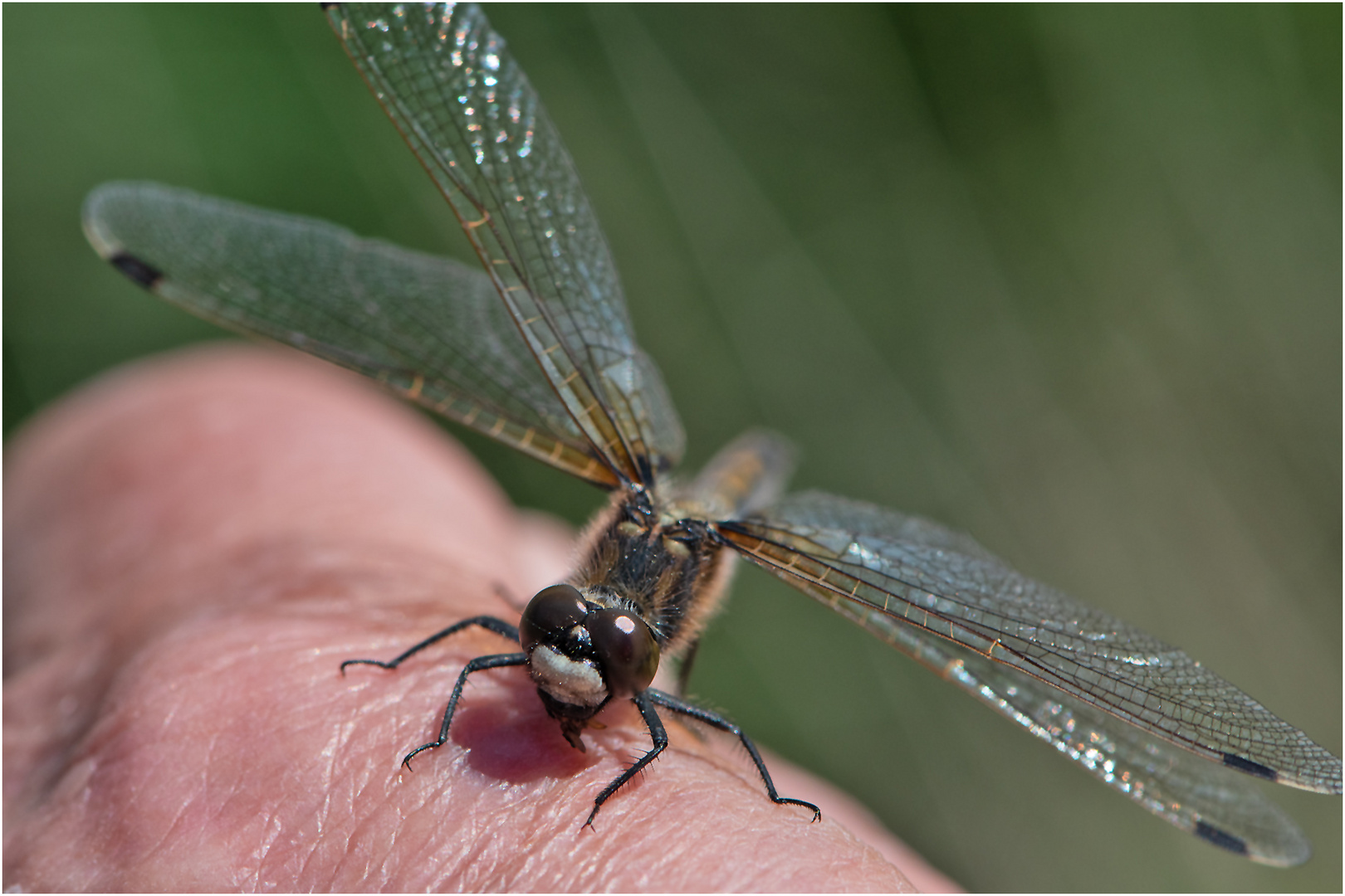 Handsitzer Nr, 1 - Die Nordische Moosjungfer (Leucorrhinia rubicunda). . .