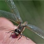 Handsitzer Nr, 1 - Die Nordische Moosjungfer (Leucorrhinia rubicunda). . .