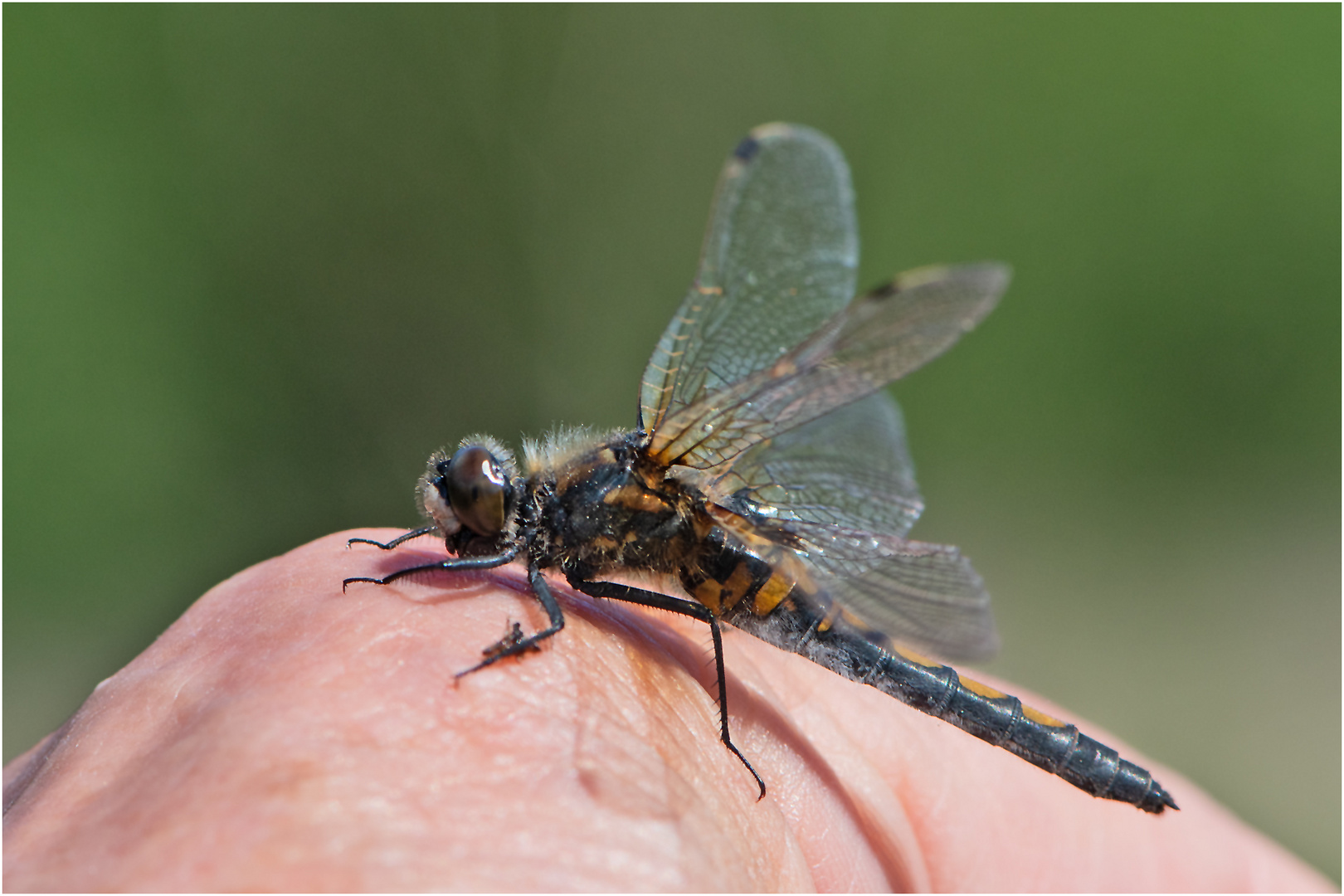 Handsitzer Nr, 1 - Die Nordische Moosjungfer (Leucorrhinia rubicunda). . .