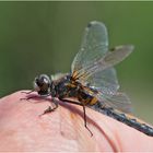 Handsitzer Nr, 1 - Die Nordische Moosjungfer (Leucorrhinia rubicunda). . .