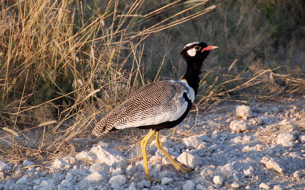 Handsome Bird