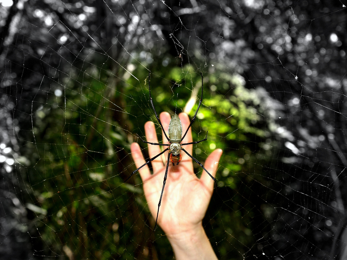 "handsome" spider at the Whitsundays