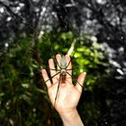 "handsome" spider at the Whitsundays