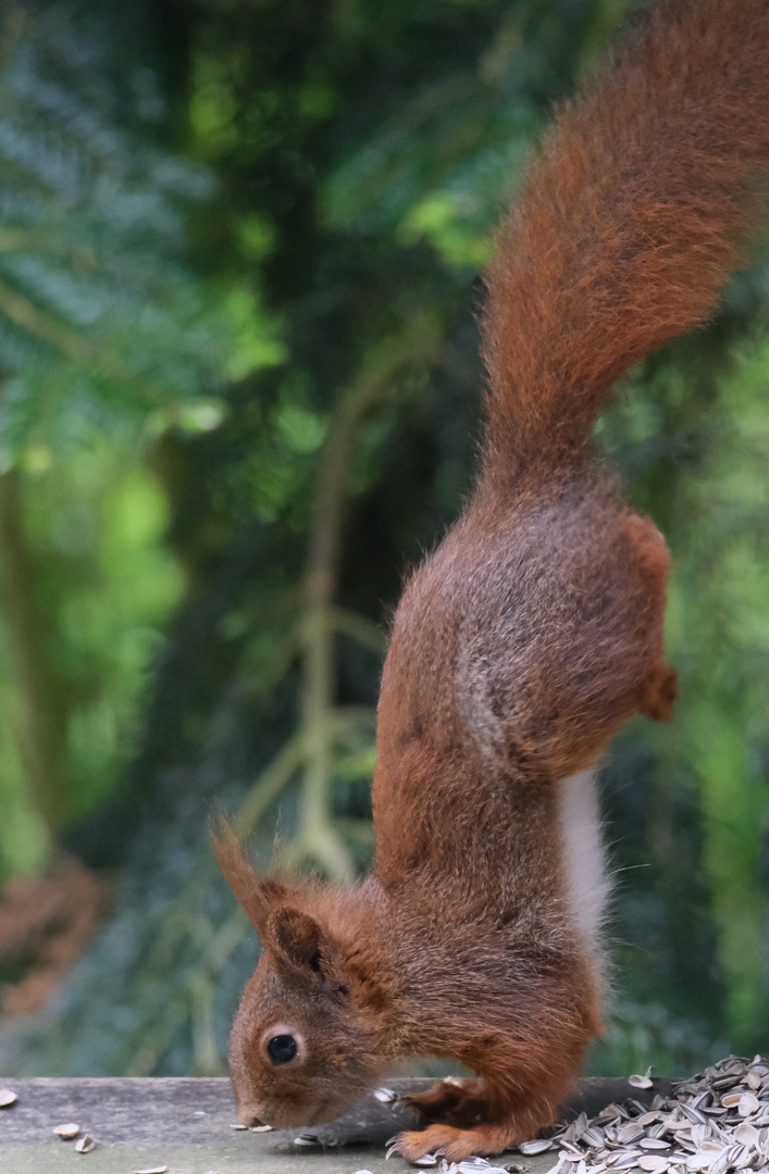 Handstand