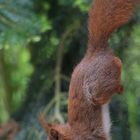 Handstand