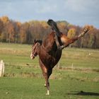 Handstand