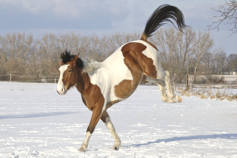 Handstand im Schnee