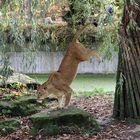 Handstand kann sie auch