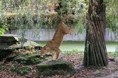 Handstand kann sie auch