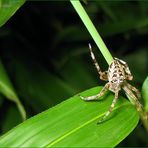 Handstand Spinne......