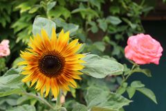 Handtellergroße Sonnenblume vor dem Rosenstock