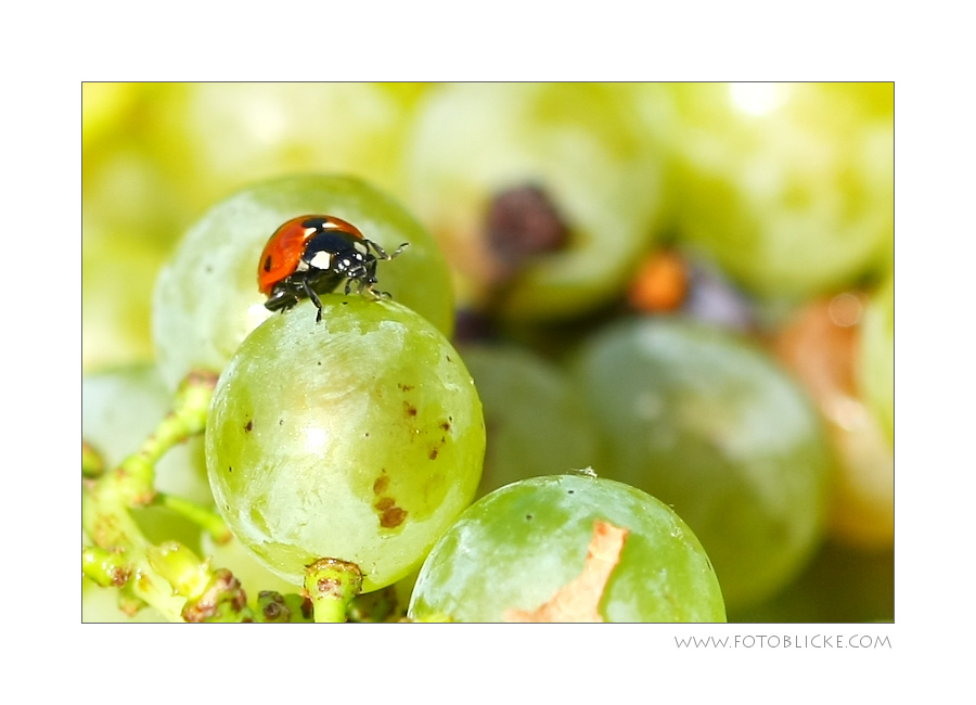 Handverlesen: Müller-Thurgau 2009