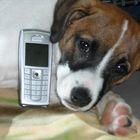 Handy mit Hund...oder Hund mit Handy