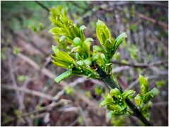 Handyknips vom Frühling