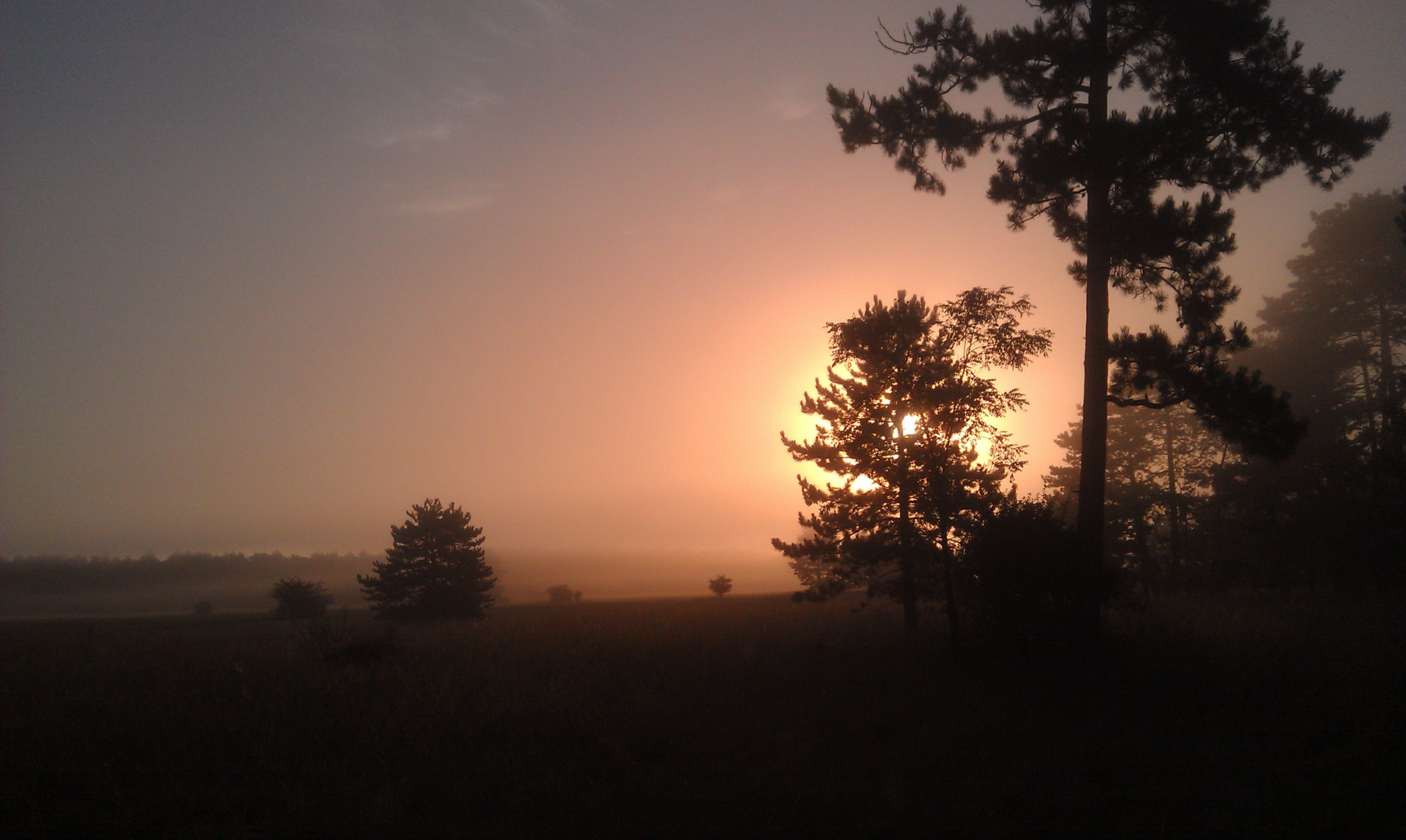 handyknipsografie aus der morgendlichen heide