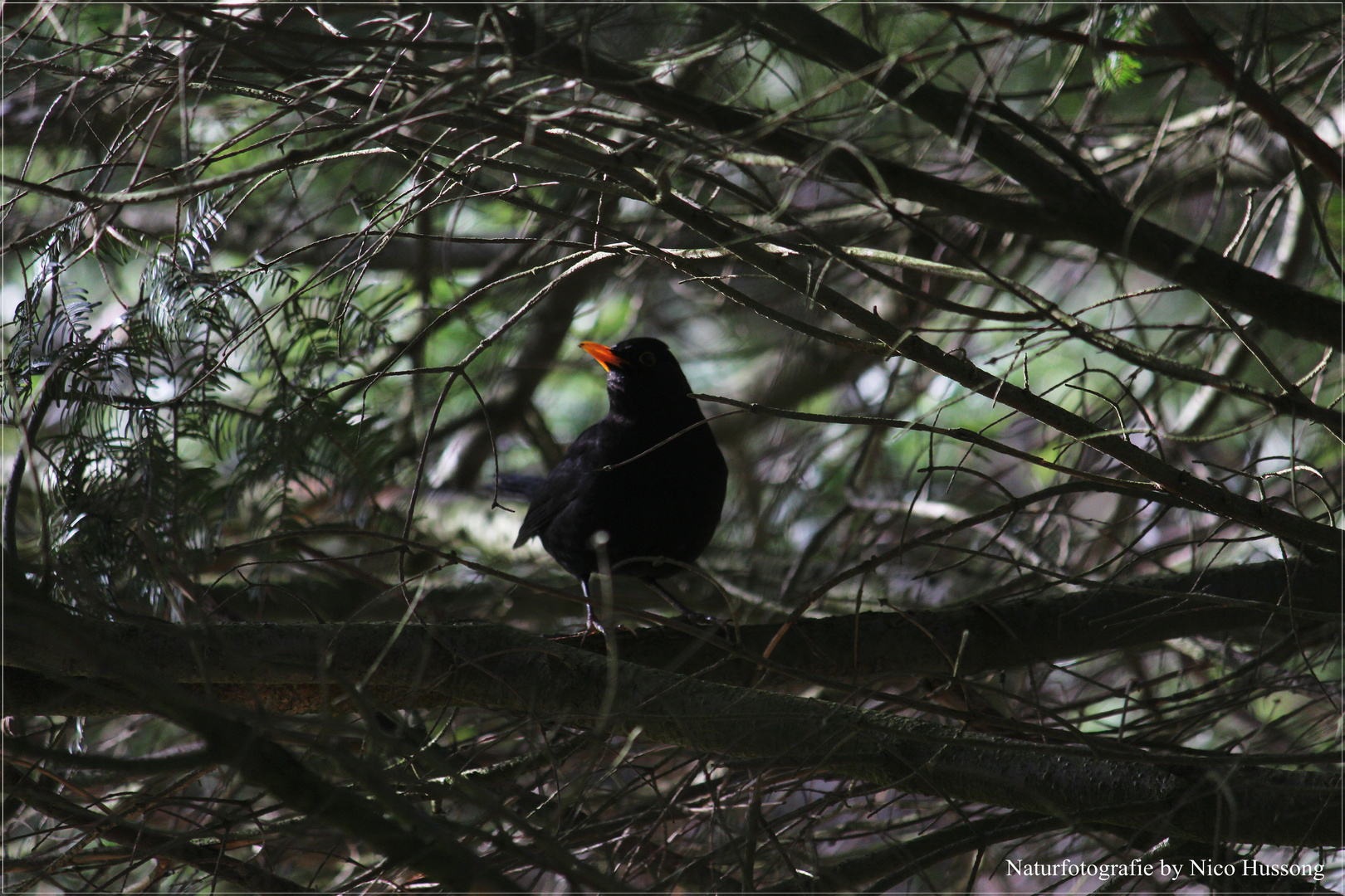 Handzahm in der Wildnis