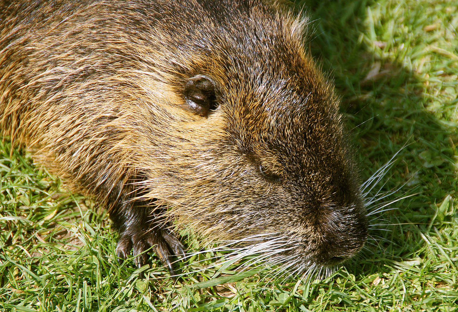 Handzahme Nutria