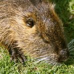 Handzahme Nutria