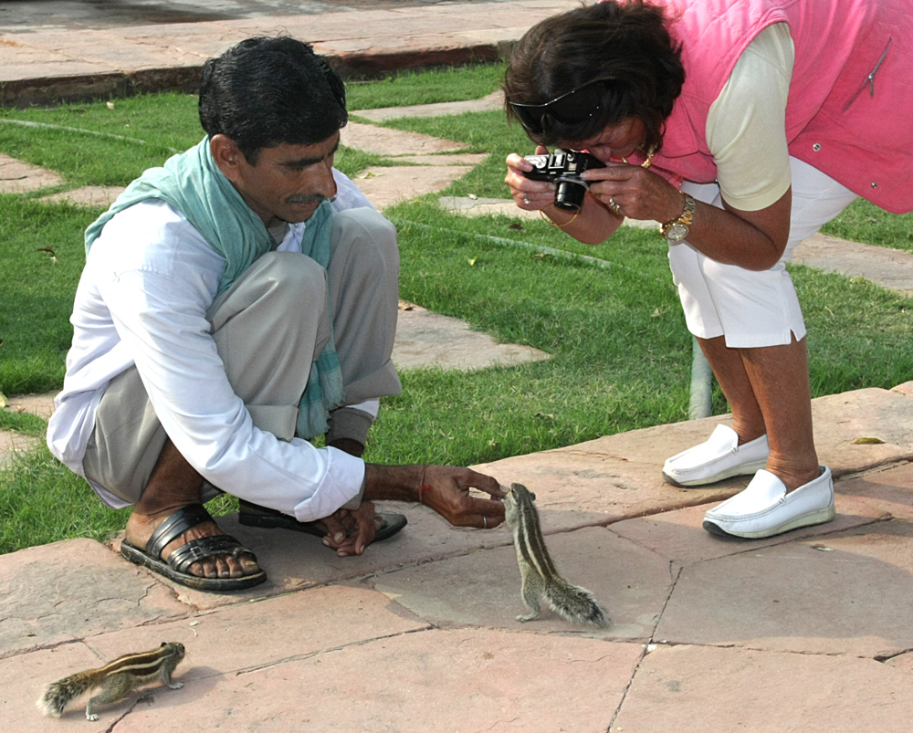 HANDZAHME SHIWA HÖRNCHEN IN TAJ MAHAL