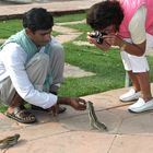 HANDZAHME SHIWA HÖRNCHEN IN TAJ MAHAL