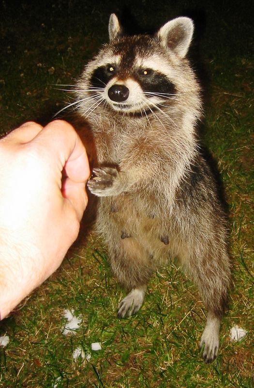 Handzahmer freilebender Waschbär