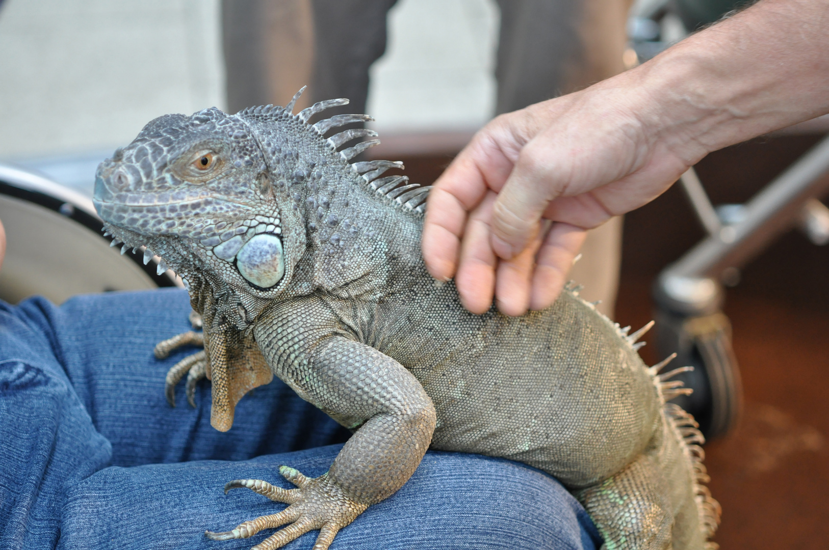 handzahmer Leguan 1