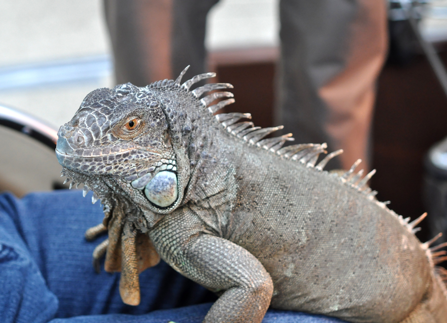 handzahmer Leguan