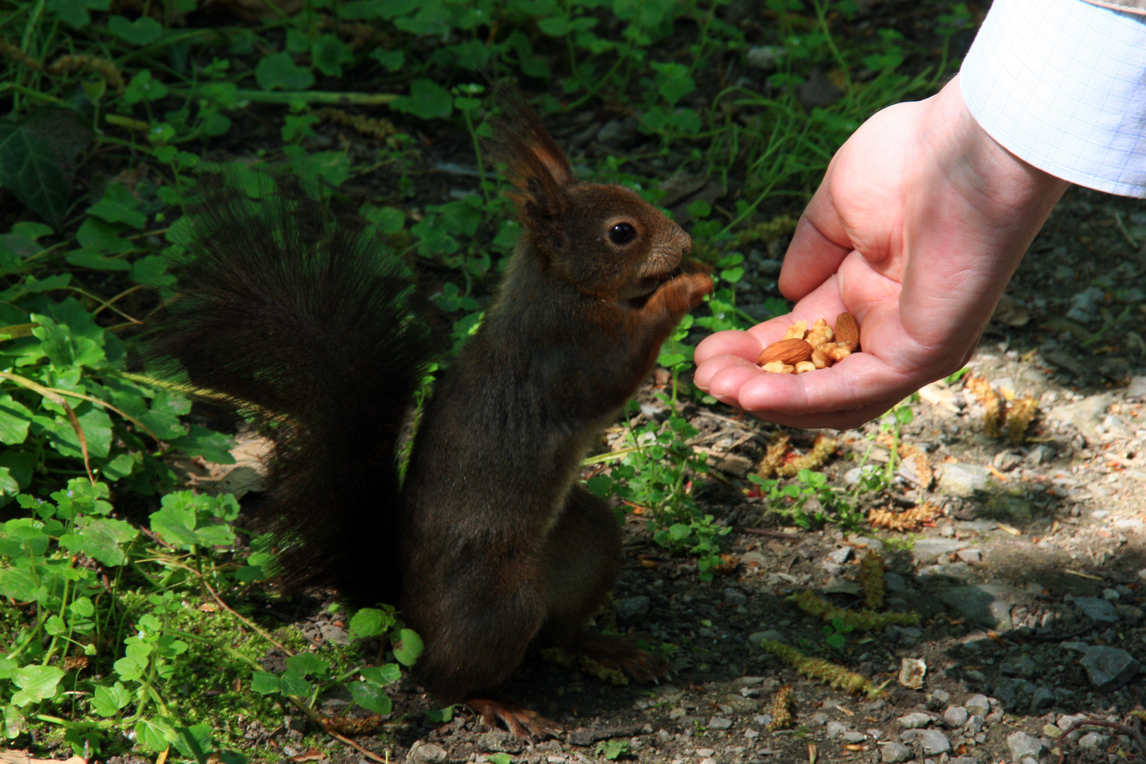 Handzahmes Eichhörnchen