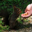 Handzahmes Eichhörnchen