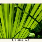 Hanfpalme