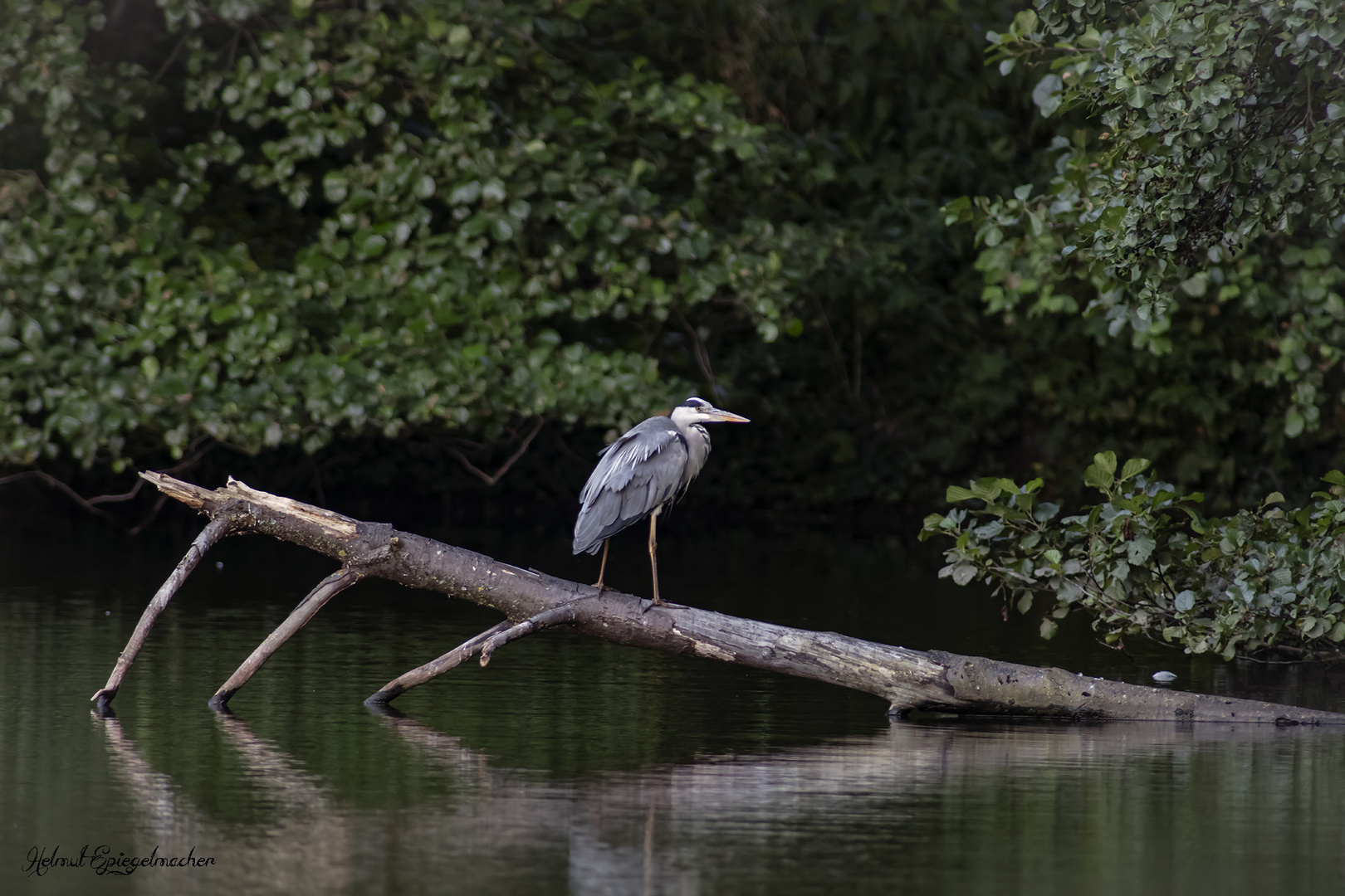 Hangeweiher Aachen