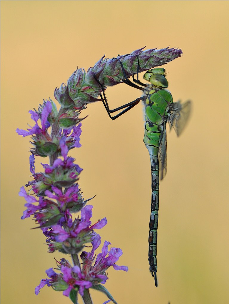 hanging