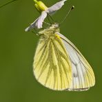 Hanging around