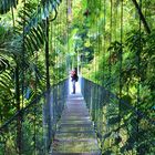 hanging bridge