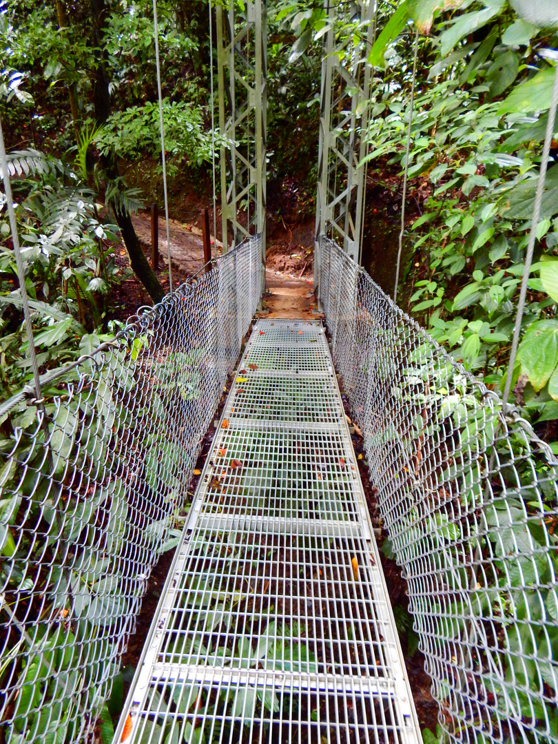 Hanging bridges Costa Rica