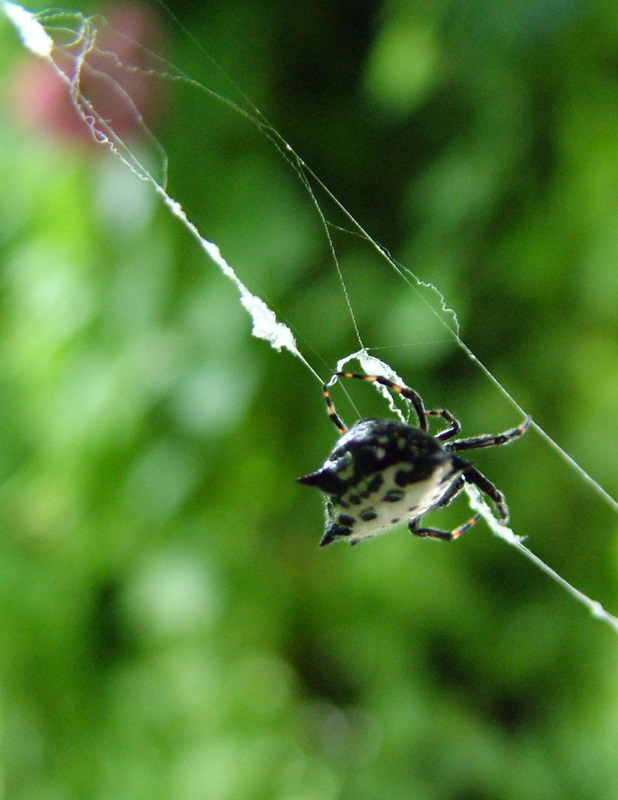 Hanging ... by a thread