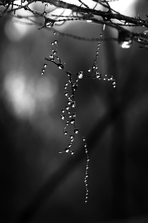 Hanging By Drops