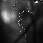 Hanging By Drops