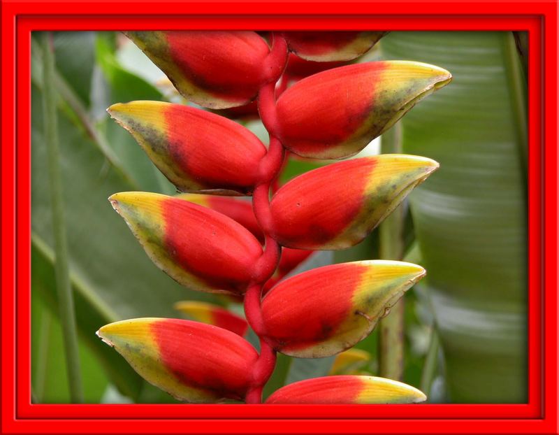 hanging Heliconia