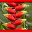 hanging Heliconia