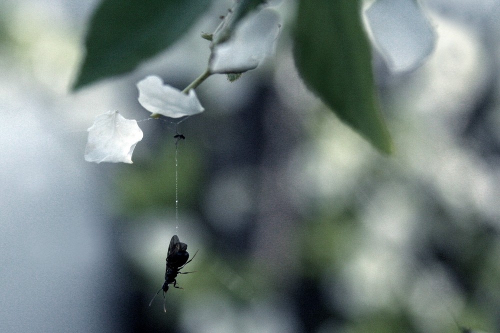 hanging in the wind