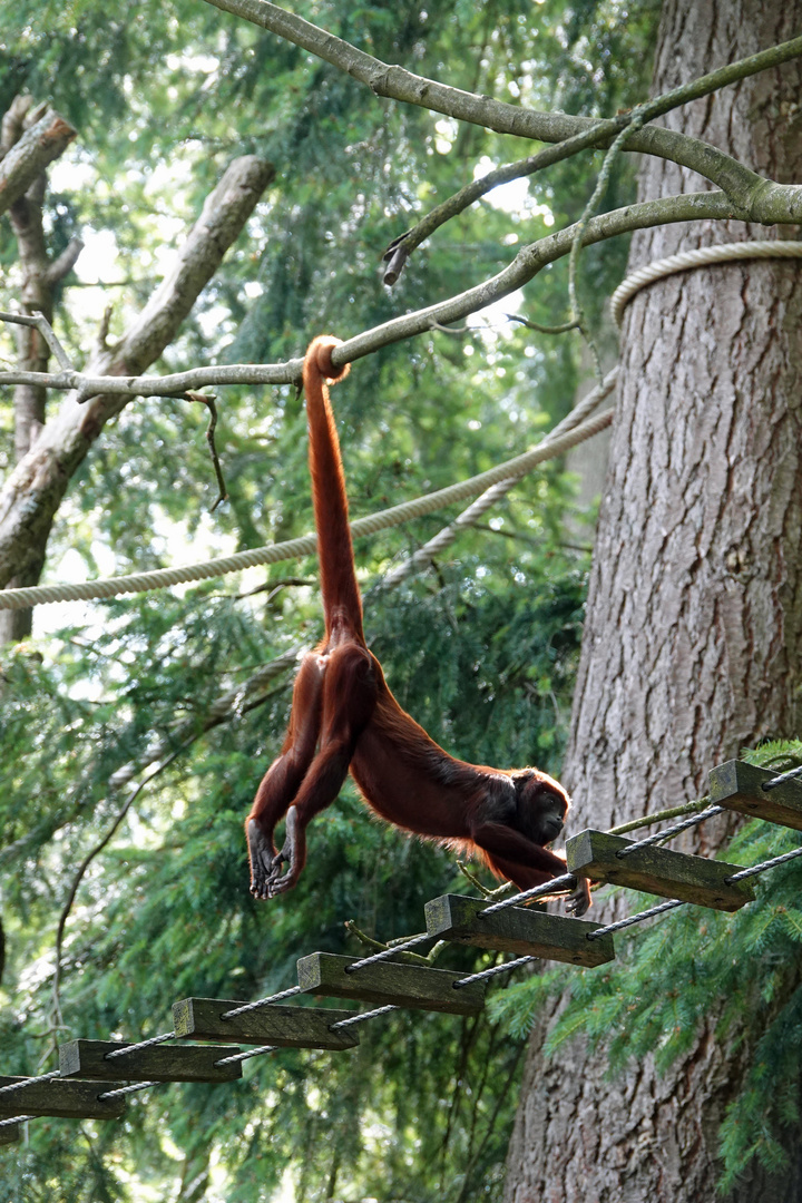 hanging monkey