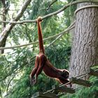 hanging monkey
