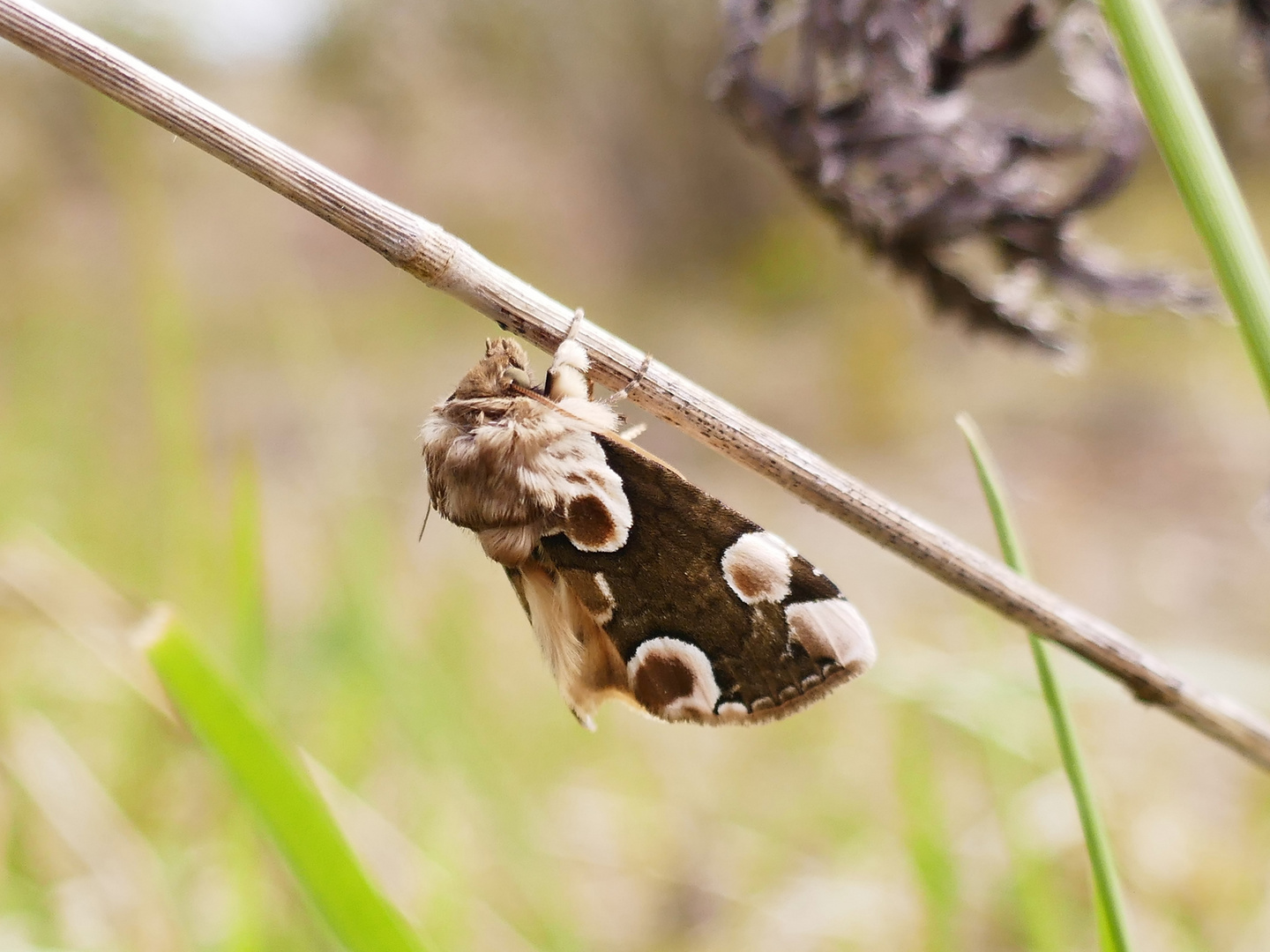 hanging on a halm