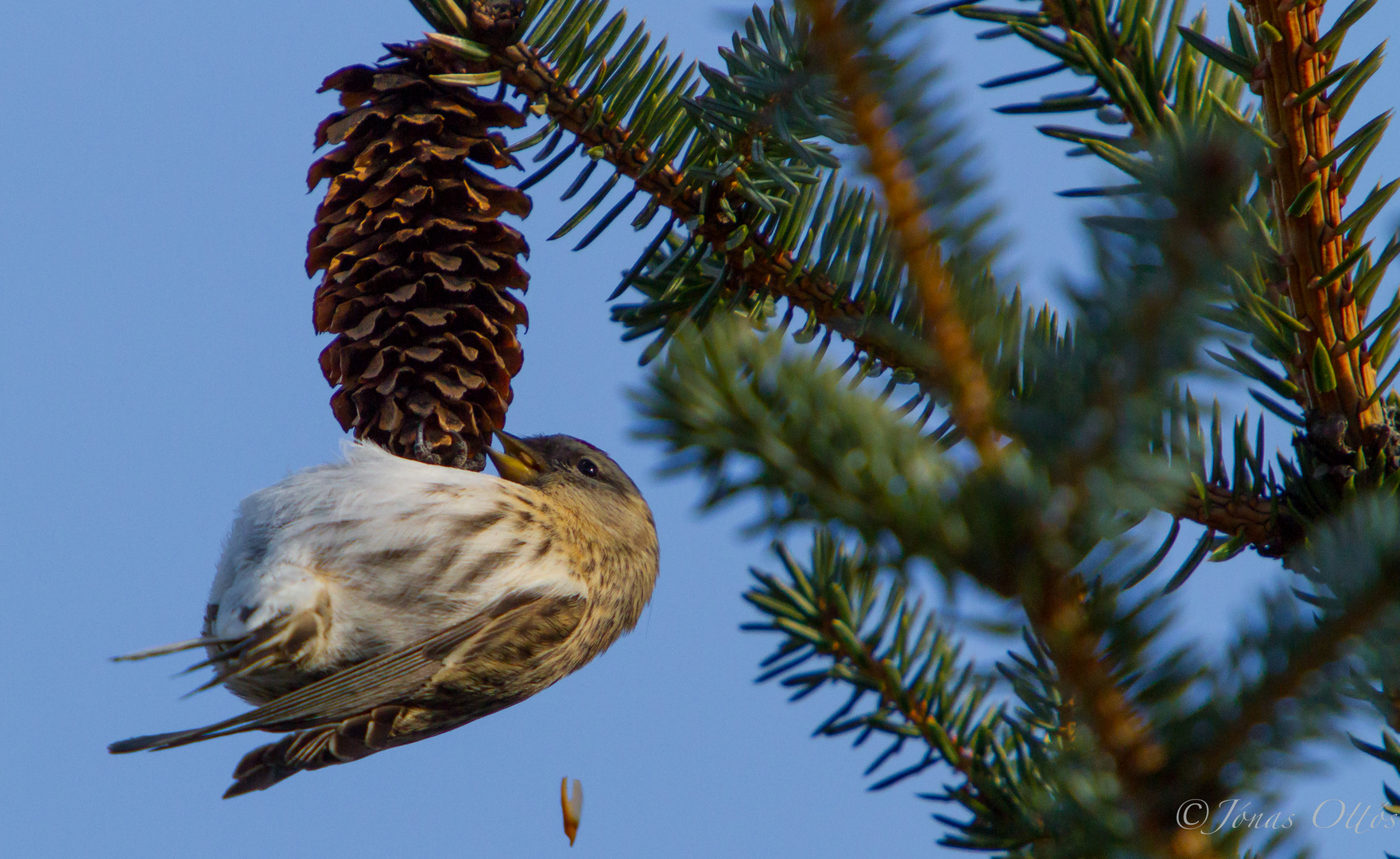 Hanging On a Pine Cone (redpoll)